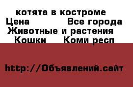 котята в костроме › Цена ­ 2 000 - Все города Животные и растения » Кошки   . Коми респ.